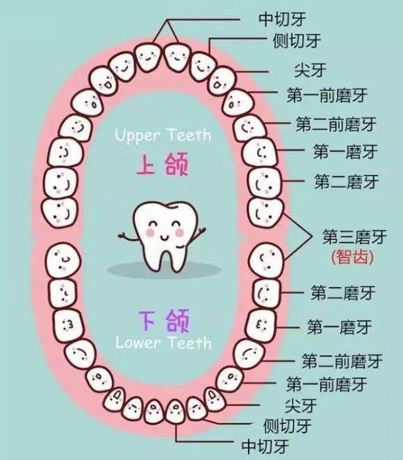 牙齒是如何分類的？