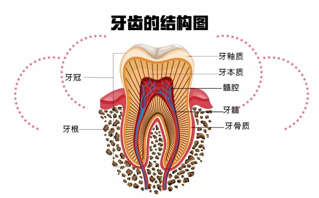 牙齒由哪幾部分組成？