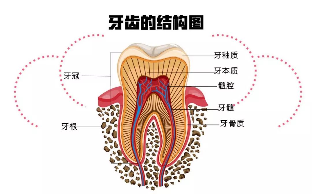 牙齒組成