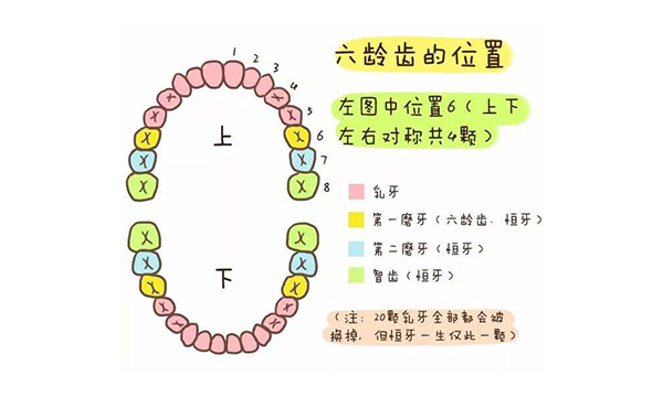 什麼是“六齡牙"？有什麼重要作用？