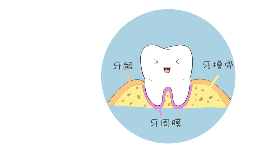 珠海牙科-什麼是牙周組織？