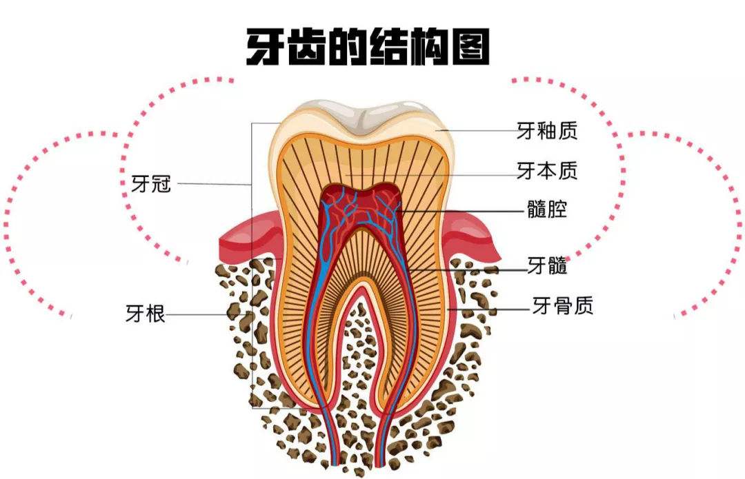 牙齿结构